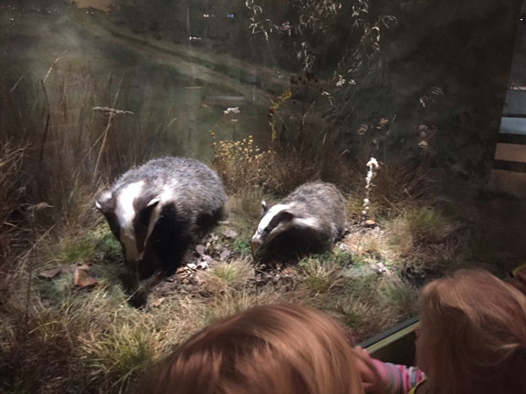 naturhistoriska_1
