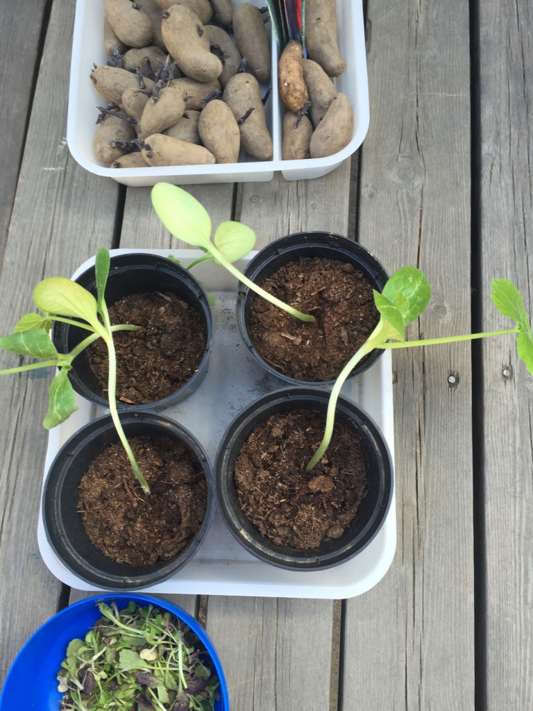 potatis_2