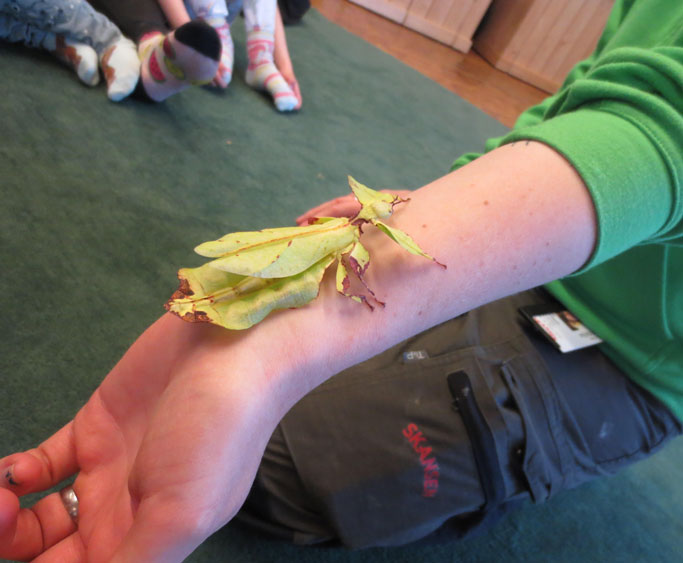 Förskolan Svanen på Skansen